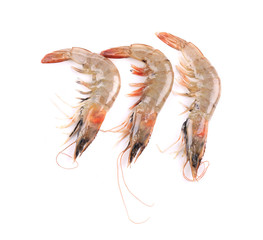 Close up of fresh shrimps.