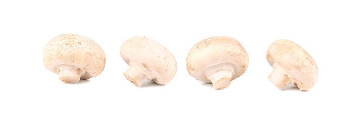 White mushrooms close up.
