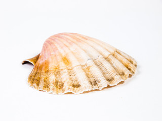 One scallop isolated on white background