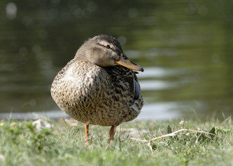 duck