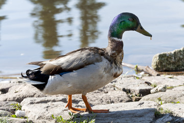 duck