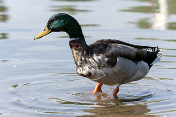 duck