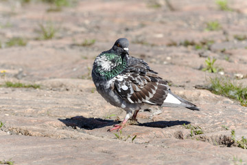 pigeon