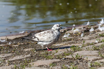 pigeon