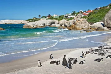 Foto op Canvas Afrikaanse pinguïns, Boulders National Park, Zuid-Afrika © Delphotostock