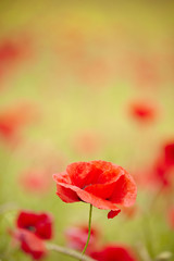 Fototapeta premium Red poppies blooming in the wild meadow
