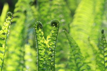 Fern