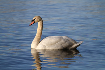 Mute Swan