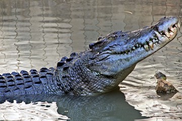 Never smile at a crocodile