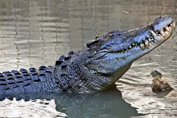 Crédence de cuisine en verre imprimé Crocodile Never smile at a crocodile