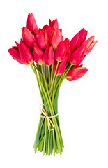 bunch of red tulips isolated on white