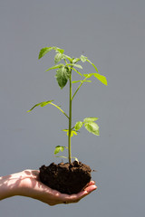 young tomato in a hand of the girl