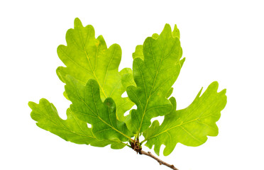 green oak leaves