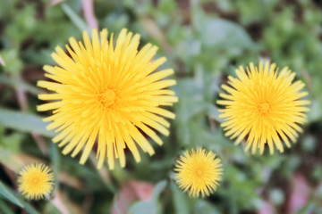 yellow dandelions