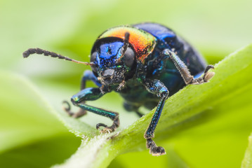 Macro bug Colorful