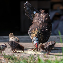 hen and chickens pecking grain © koldunova