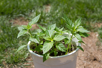young shoots of the plant in hand with land