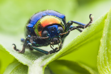 Macro bug Colorful