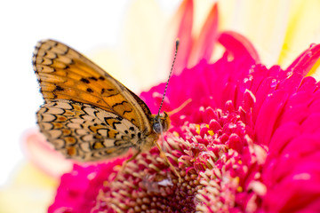 butterfly on a flower close-up