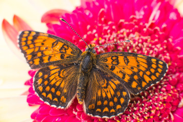 butterfly on a flower close-up
