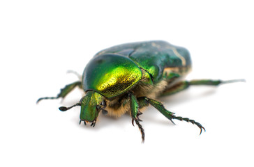 green beetle