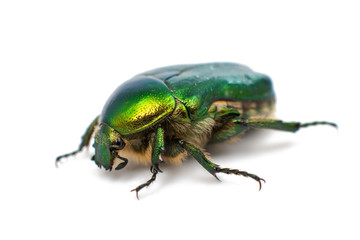 green beetle
