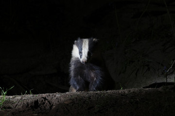 Badger, Meles meles © Erni