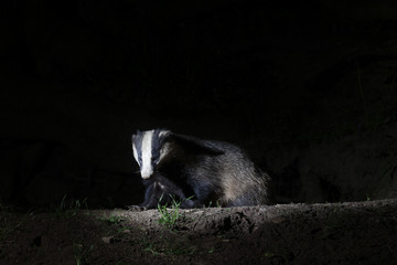 Fototapeta premium Badger, Meles meles