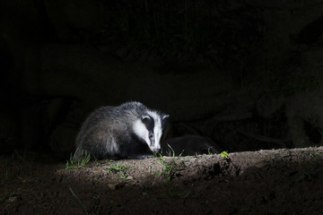 Badger, Meles meles © Erni