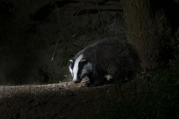 Badger, Meles meles © Erni