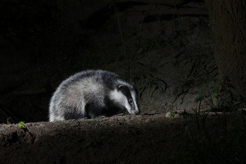 Badger, Meles meles © Erni
