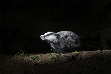 Badger, Meles meles © Erni