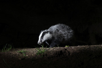 Badger, Meles meles © Erni