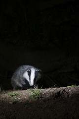 Badger, Meles meles © Erni
