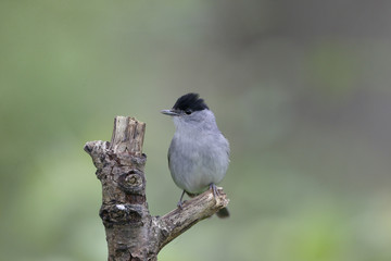 Blackcap, Sylvia atricapilla