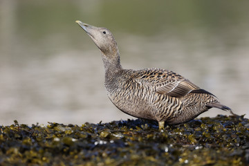 Eider duck, Somateria mollissima