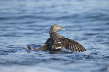Eider duck, Somateria mollissima