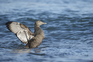 Eider duck, Somateria mollissima