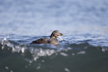 Eider duck, Somateria mollissima