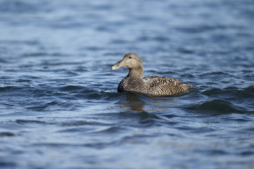 Eider duck, Somateria mollissima