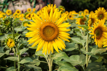 Fototapeta premium Field of sunflowers