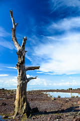 Dead tree with the blue sky near the beach