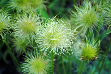 Frucht Pulsatilla vulgaris