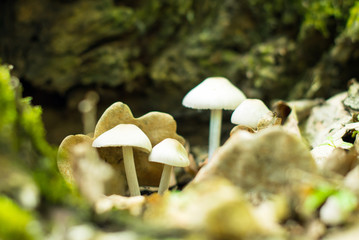 poisonous mushrooms growing