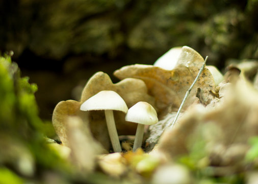 poisonous mushrooms growing
