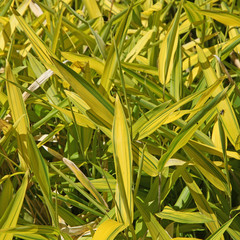 Obraz premium bambou nain panaché jaune