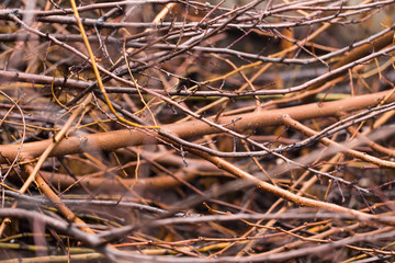 dry tree branch