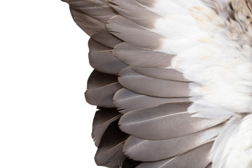 feathers on the wings of a wild duck © schankz