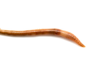 earthworms on a white background. Macro