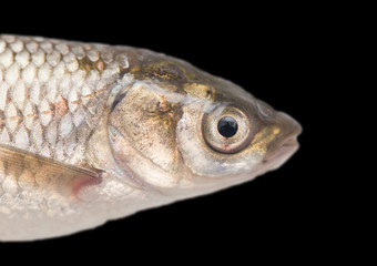 fish on black background